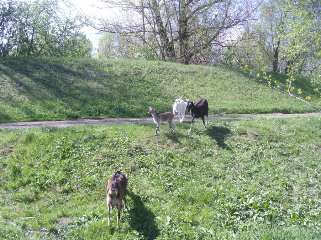 Chaty Dagmar Liptovsky Mikulas Exterior photo