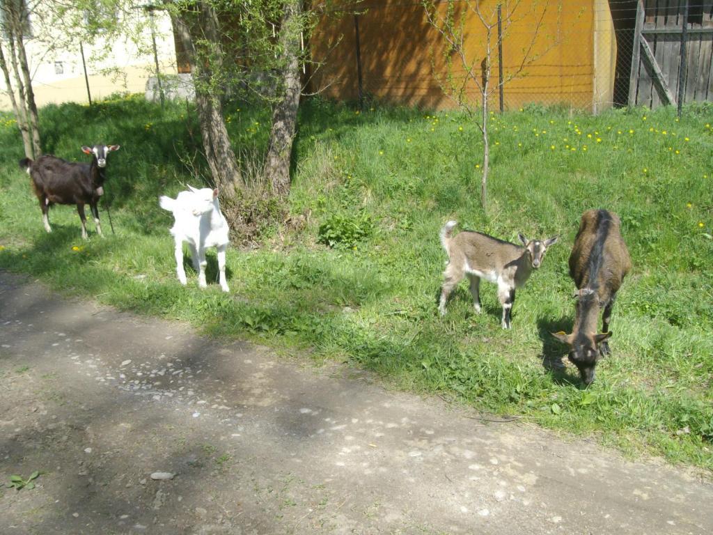 Chaty Dagmar Liptovsky Mikulas Exterior photo